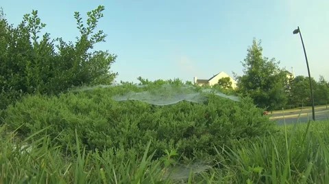 Spider Webs on Bushes Stock Footage 58784325
