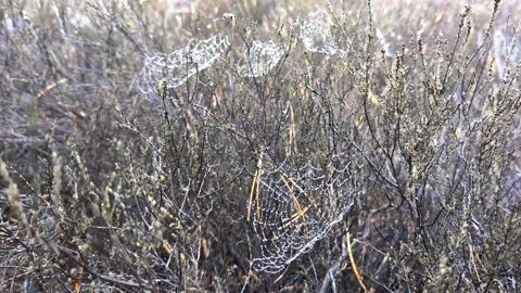 Spider webs with dew drops on heather plants in Denmark Video stock 339435491