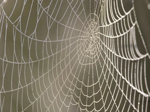 Spider webs in early morning light Stock Footage