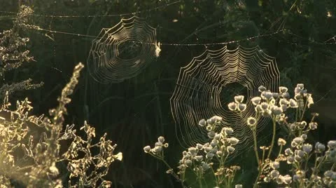 Spider webs Stock Footage 21917292