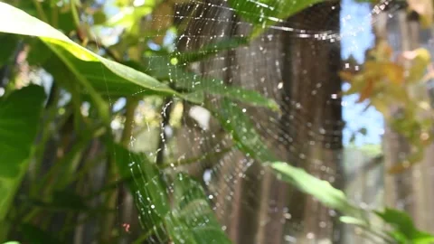 Spider webs Stock Footage 338123800