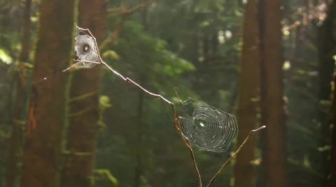 Spider Webs in the Forest Vidéo 514632