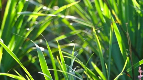 Spider webs glistening in the wind Stock Footage 43977778