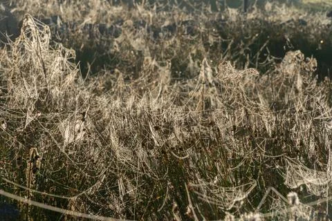 Spider webs on grass Stock Photos