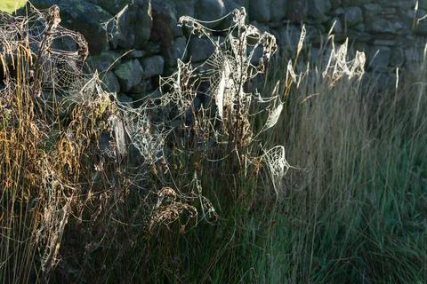 Spider webs on grass Stock Photos