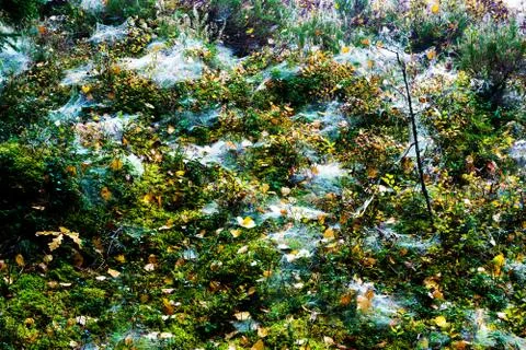 Spider webs on ground Foto stock