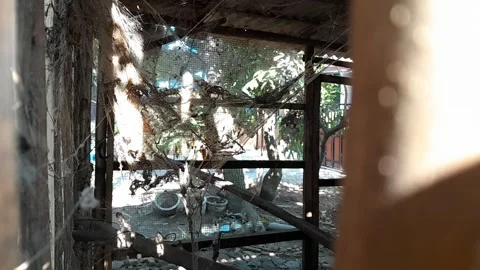 Spider webs hanging in the chicken coop Stock Footage 252088653