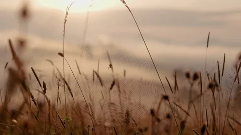 Spider webs in meadow of grass at early morning sunrise light. Early misty Stock Footage 87956294