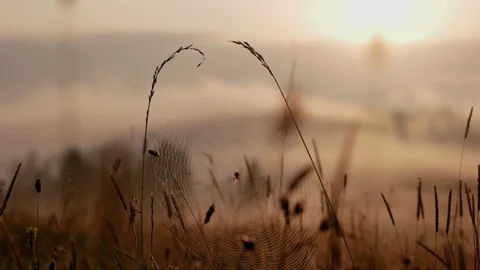 Spider webs in meadow of grass at early morning sunrise light. Early misty Stock Footage 87956355