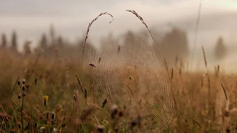 Spider webs in meadow of grass at early morning sunrise light. Early misty Stock Footage 87956419