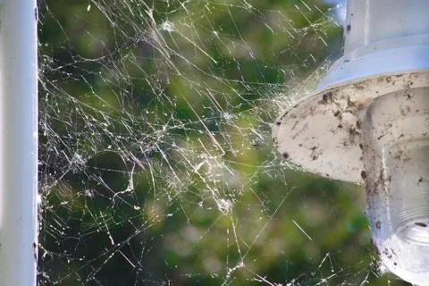 Spider Webs Stock Photos