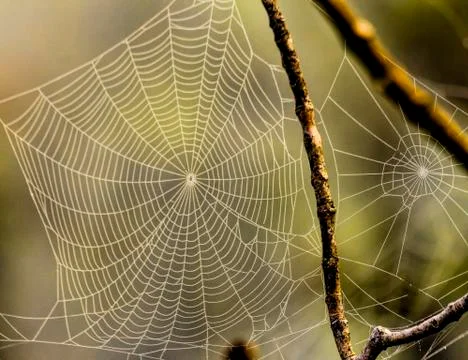 Spider webs Stock Photos
