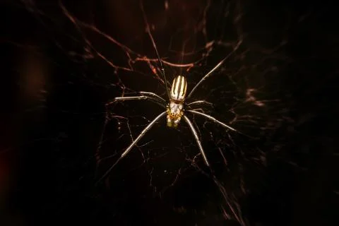 Spider on webs Stock Photos