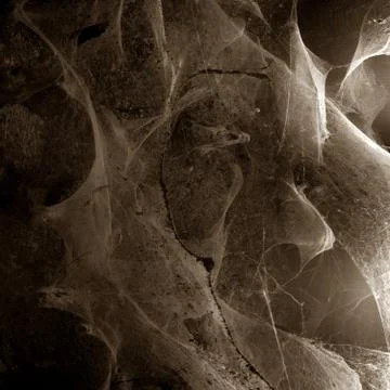 Spider webs Foto stock