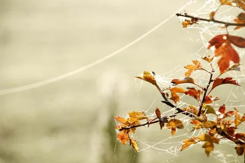 Spider webs Foto stock