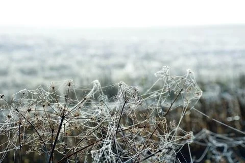Spider webs Foto stock