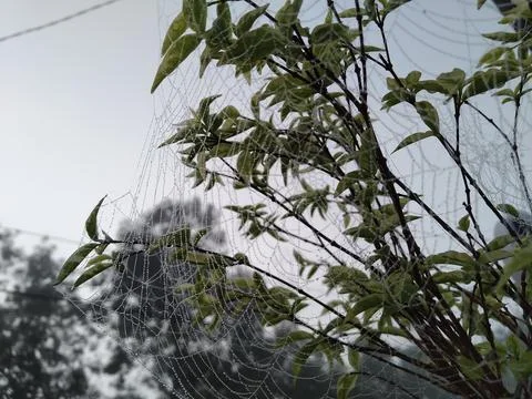 Spider webs Stock Photos