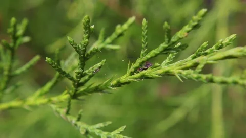Spider webs on a pine tree Stock Footage 142159221