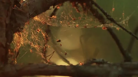 Spider webs on pine trees covered in dew during a summer sunrise 動画素材 64706398