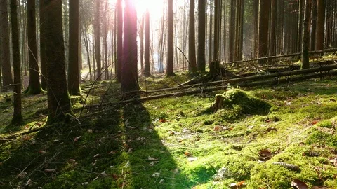 Spider webs in the sun in a mossy forest. Stock Footage 105792938