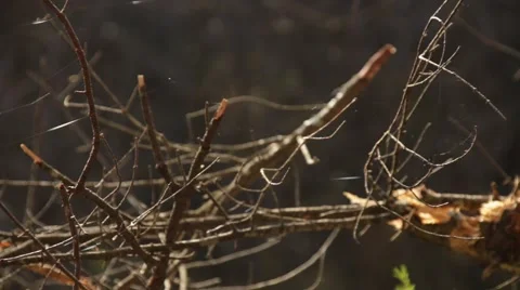 Spider webs in the sunlight Stock-Footage 44212110