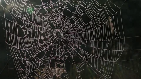 Spider webs swinging in the wind Video stock 79706294