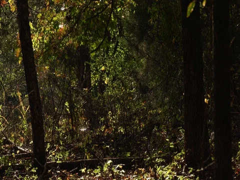 Spider Webs in trees Video stock 82090482