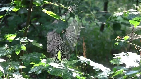 Spider webs in the woods Stock Footage 83844093