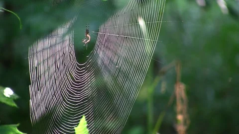 Spider webs in the woods 스톡 동영상 83844128