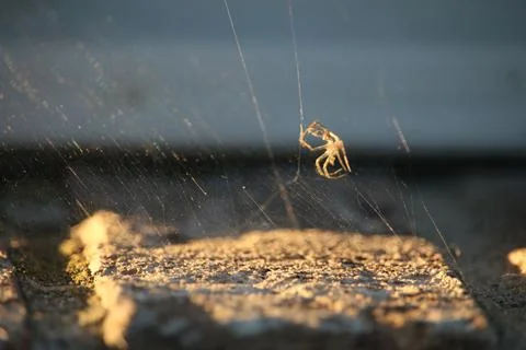 Spider On Wed In Direct LIght Stock Photos