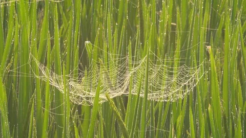 Spider wen on a leaf 스톡 동영상 301844922