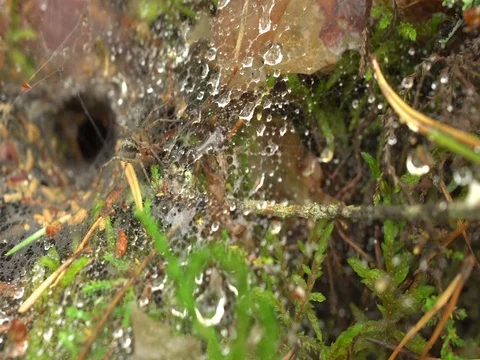Spider on the wet net Stock Footage 76508368