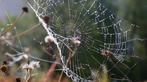 Spider on the wet web Stock Footage 70128863