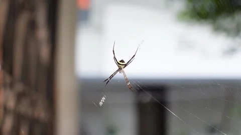 Spider which is known as Argiope pulchella In spider web Video stock 197522357