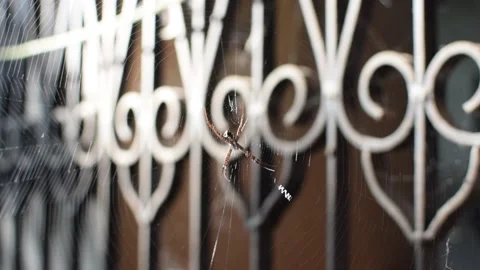 Spider which is known as Argiope pulchella In spider web Video stock 198101881