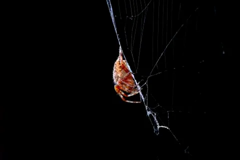 Spider while laying web on black background close up macro Stock Photos