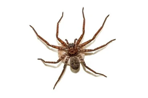 Spider on white background. Confrontational Macro Close-up of Hairy Wolf Sp.. Stock Photos