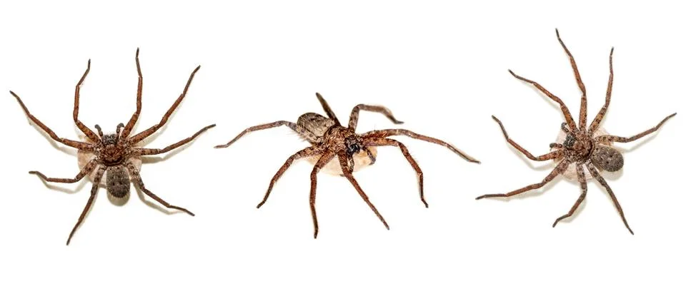 Spider on white background. Confrontational Macro Close-up of Hairy Wolf Sp.. Stock Photos