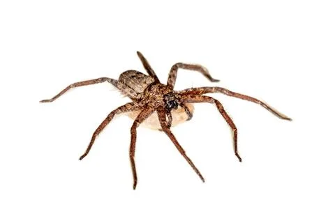 Spider on white background. Confrontational Macro Close-up of Hairy Wolf Sp.. Stock Photos