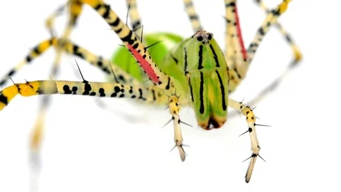 Spider on white background. Stock-Footage 76360265