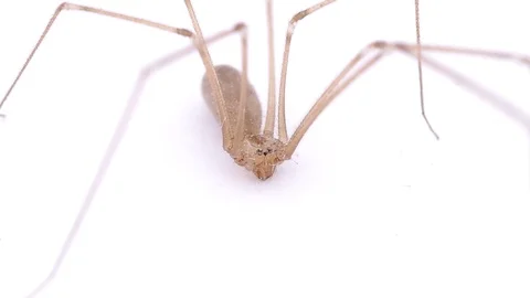 Spider on white background Stock Footage 123861297
