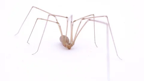 Spider on white background Stock Footage 123861341