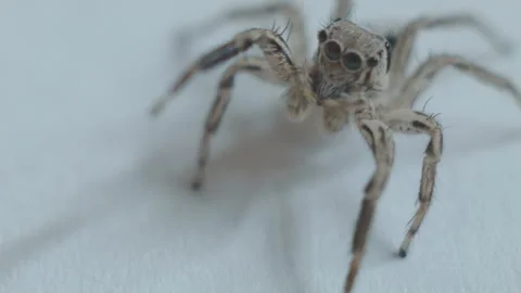 Spider on white background looking at something Stock Footage 236739814