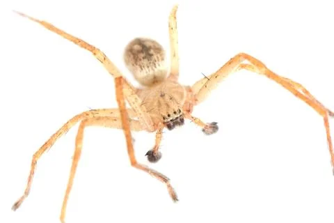 Spider on a white background. macro Stock Photos
