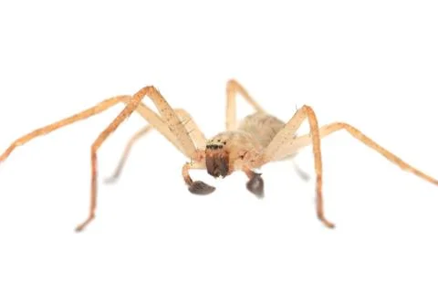 Spider on a white background. macro Stock Photos