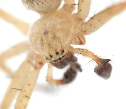 Spider on a white background. macro Foto stock