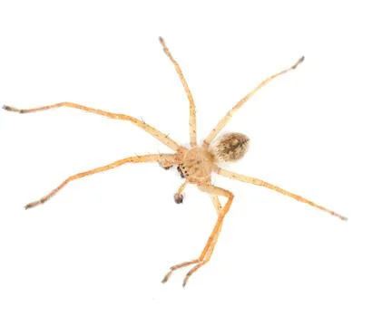 Spider on a white background. macro Stock Photos