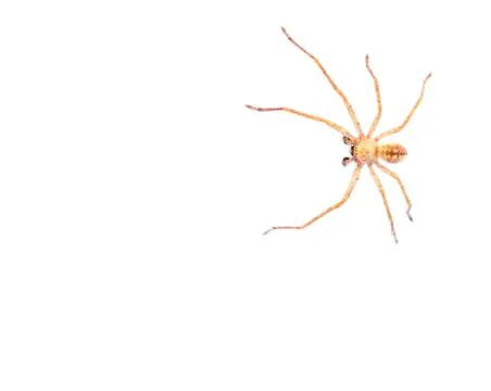 Spider on a white background. macro Stock Photos