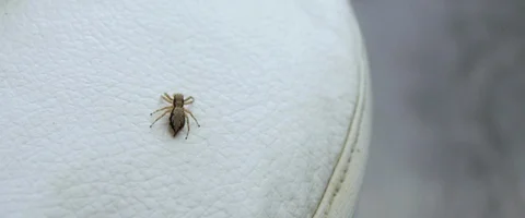 Spider on the white chair Stock Footage 85800799
