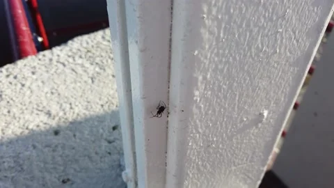 Spider on white column working with cobweb Stock Footage 138085502